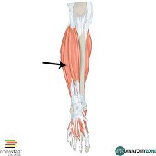 The extensor digitorum longus is a penniform muscle, situated at the lateral part of the front of the leg. Extensor Digitorum Longus Anatomyzone