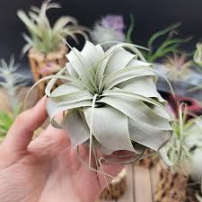 Image result for Xerophyta argentea