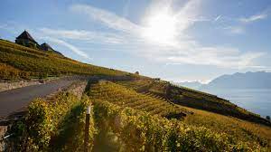 The Swiss Wine Vacation We All Need to Take | Condé Nast Traveler