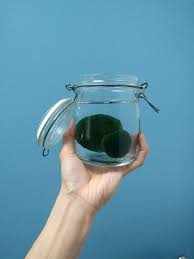 A quick guide to how to propagate moss using felt (regular acrylic felt) and a small amount of local mosses chopped up, added to the felt and kept moist. Pet Plant Could You Love A Marimo Moss Ball