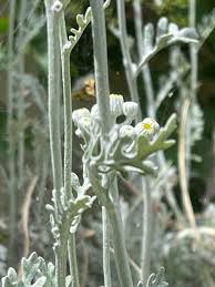 Image result for Jacobaea maritima