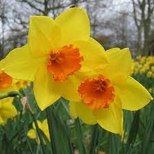 Narcissus Jetfire Daffodil Flower Pictures Daffodils Planting Daffodil Flower
