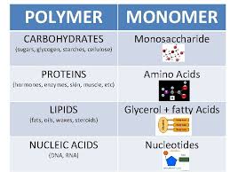 Maybe you would like to learn more about one of these? Biomolecules Carbon C Hydrogen H And Oxygen O