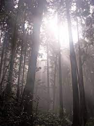 Wildwood Trail Forest Park Portland Oregon By Richard Jensen