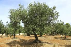 Pronostic D Une Bonne Recolte D Huile D Olive La Depeche De Kabylie