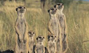 The tortoise plodded on and plodded on, and when the hare awoke from his nap, he saw the tortoise nearing the finish line, and he could not catch up in time to save the race. Meerkats Animals And English