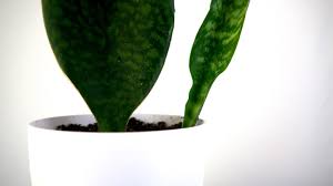 This gave it its common name whale fin or shark fin sansevieria. Large Whale Fin Snake Plant With Pup Sansevieria Masoniana In 6 3d Pretty In Green