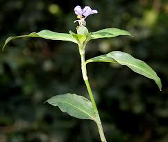 Image result for Commelina subulata
