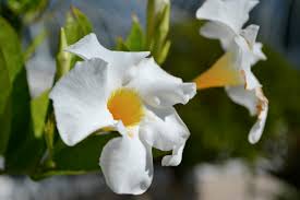 Potted mandevilla vines will grow 10 feet or more in a single year. How To Over Winter A Mandevilla Vine Plant Talk