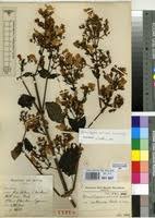 Image result for Mimulopsis solmsii