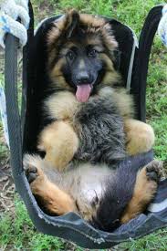 Pin By Amy On Animal Funnies Dogs German Shepherd Dogs Dogs And Puppies