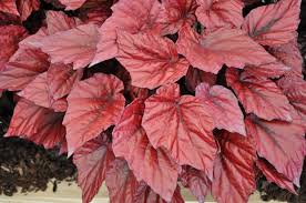 Pin On Begonias Begoniya