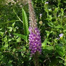 Image result for Uraria