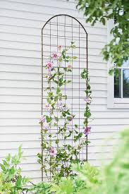 Plant your clematis about 12 inches from the base of the appropriate support structure for the mature size of the clematis or from the roots of the shrub you want to use as a support, to avoid. How To Grow Plant Clematis Vines The Garden Glove