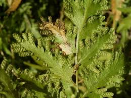 Image result for Lygodiaceae