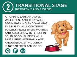 Puppy food where real chicken is the #1 ingredient. Puppy Development Stages A Simple Week By Week Guide To Nurture Your Puppy Petmoo