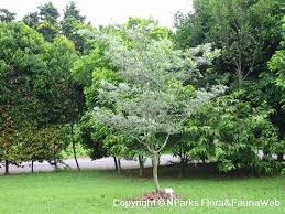 Image result for Terminalia sericea