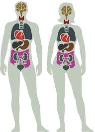 Anatomical illustration of a side view of the female internal organs, showing pancreas, spinal column, rectum, liver, stomach, transverse colon, small intestine, peritoneum, uterus, and bladder. Human Internal Organ Diagram Vector Art Illustration Human Body Drawing Human Body Organs Body Diagram