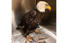 Bald eagle brought into Blue Ridge Wildlife Center - Rocktown Now