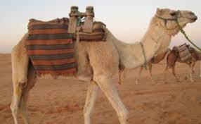 Camels have long been known for their ability to go weeks at a time without needing to drink water—an ability that makes them particularly useful pack animals for people traveling so why do camels store fat in these humps instead of having it spread equally throughout their bodies, like other mammals? Economy In The Post Classical Era Timeline Timetoast Timelines