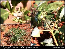 Image result for Zaleya