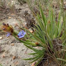 Image result for Aristea abyssinica