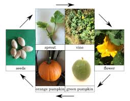 Zucchini, summer squash, winter squash, and pumpkins grow best once the air temperature averages 65ºf (18ºc). The Life Cycle Of A Pumpkin