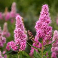 Image result for Spiraea billardii