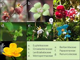 Image result for Albertisia delagoensis