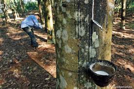 Buy journal of the rubber research institute of malaysia by rubber research institute of malaysia (isbn: Cover Story The Plight Of Malaysia S Rubber Smallholders The Edge Markets