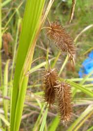 Image result for Cyperus ajax