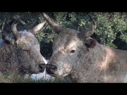Image result for chillingham cattle