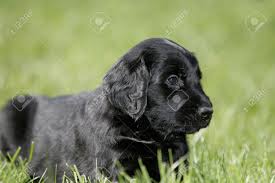 Maybe you would like to learn more about one of these? Black Flat Coated Retriever Puppy Stock Photo Picture And Royalty Free Image Image 7775189
