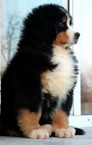Emerald liberty kennel bernese mountain dogsemerald liberty kennel bernese mountain dogsemerald liberty kennel bernese mountain dogs. Bernie Tap The Pin For The Most Adorable Pawtastic Fur Baby Apparel You Ll Love The Dog Clothes And Ca Fluffy Animals Fluffy Dogs Bernese Mountain Dog Puppy