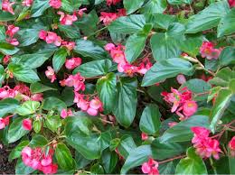 Image result for begonia semperflorens