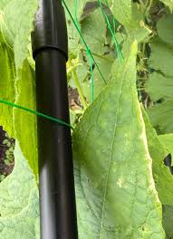 Image result for Mealybug cucumber