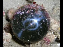 Defined as a type of seaweed native to the indian ocean and hawaii, this killer algae is an invasive species elsewhere. 5 Freakishly Large Single Celled Organisms Youtube