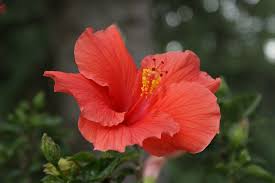 But the red rose meaning, white rose meaning, yellow rose meaning and black rose meaning are all very different. Hibiscus Flower Coral Free Photo On Pixabay