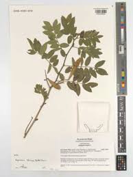 Image result for Ptycholobium plicatum