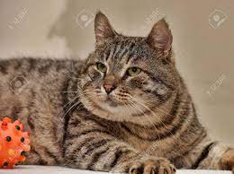 Fat Tabby Cat Stock Photo Picture And Royalty Free Image Image 72079933