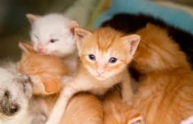 During the fourth week of life, kittens become more comfortable with moving around— although they typically still stay close by their mothers. Kitten Feeding Week By Week Best Friends Animal Society