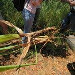 Image result for Bewsia