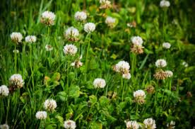 Grassy weeds are a common type of weed, also known as monocots. Identifying Different Types Of Weeds In Your Lawn