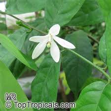 Image result for Turraea robusta