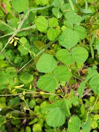 Image result for Rhynchosia sublobata