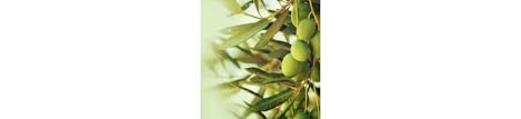 Huile D Olive Bio Sud De La France Domaine De Rolland Tuchan