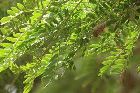 Image result for Faidherbia albida