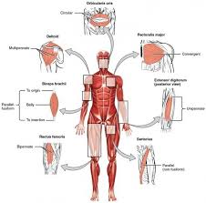 The abdominal muscles are shown in red, it is very easy to see from this diagram how a six pack is made, and also why some people have an eight pack. Major Skeletal Muscles Earth S Lab