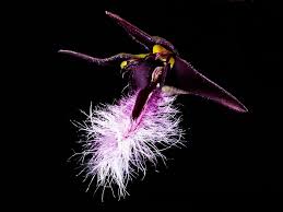 Image result for Bulbophyllum saltatorium