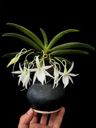 Image result for Angraecum calceolus